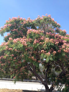 Keeping your backyard trees healthy with these tips to help them grow