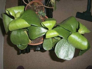 Remarkable Large Leaf Plants