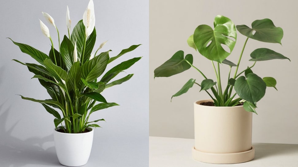 10 gorgeous plants to brighten up your living space