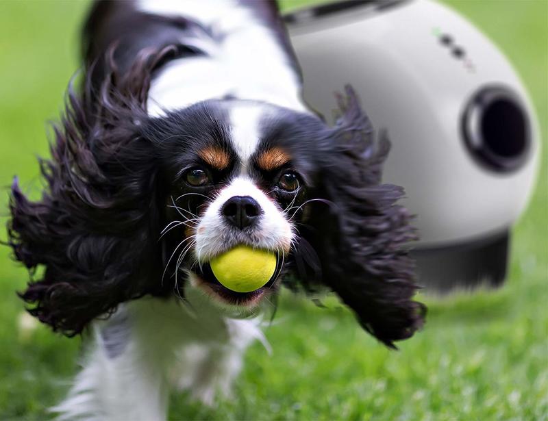 Let Fido play with one of these automatic ball launchers